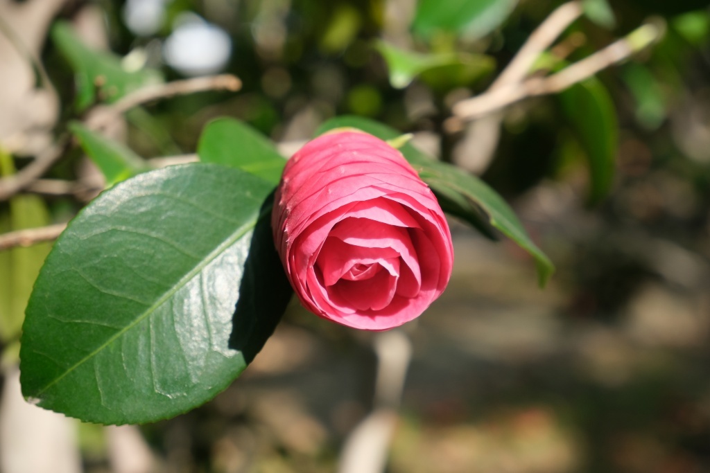 DSCF4667