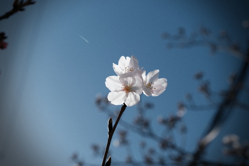 DSCF1073