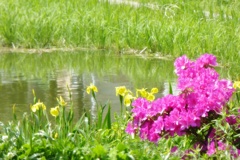 池のそばで