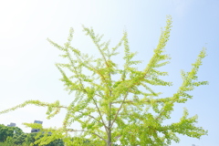 P1040709
