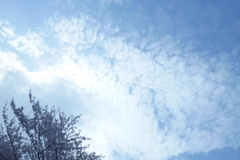 春から初夏へ (3)