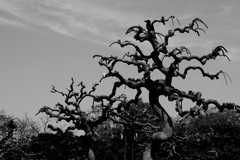 DSCF1422