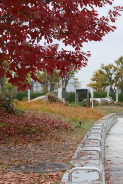 まだ紅葉