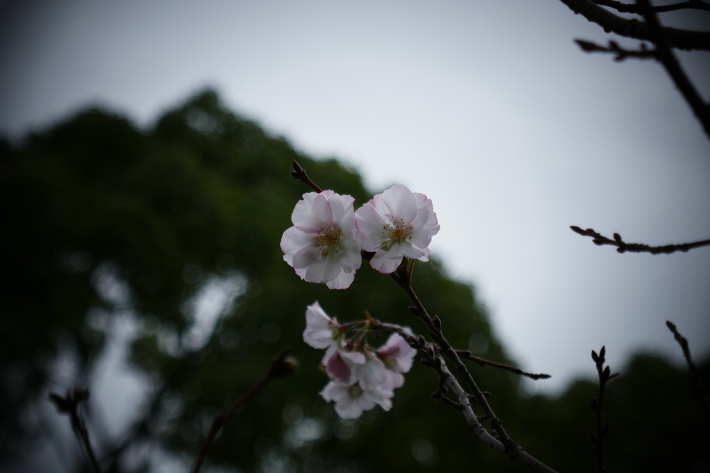 大阪　桜咲いてます (1)