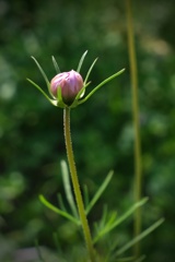 DSCF2799