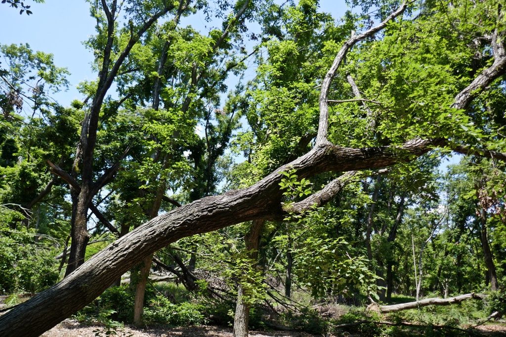 P1000414
