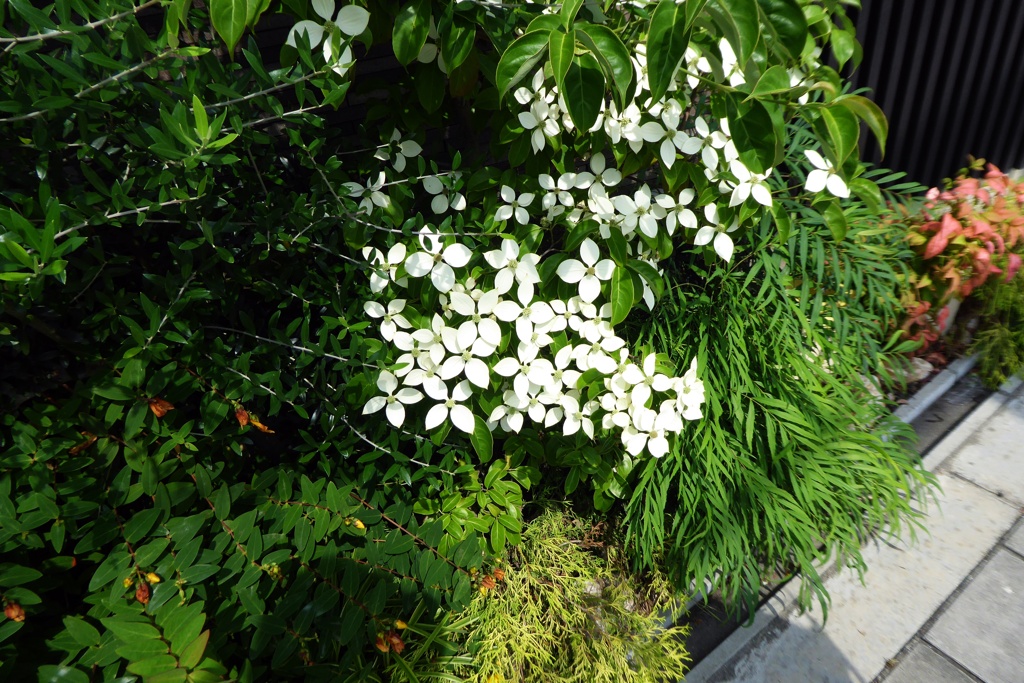 P1100596