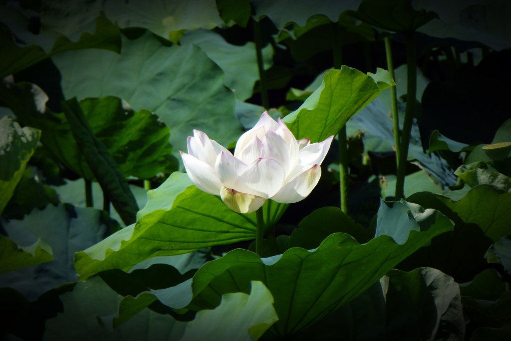蓮の花 (1)
