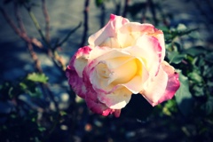 DSCF3192