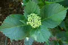 P1200717