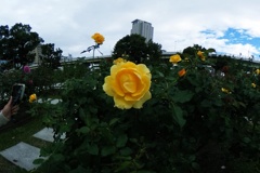 R0010590