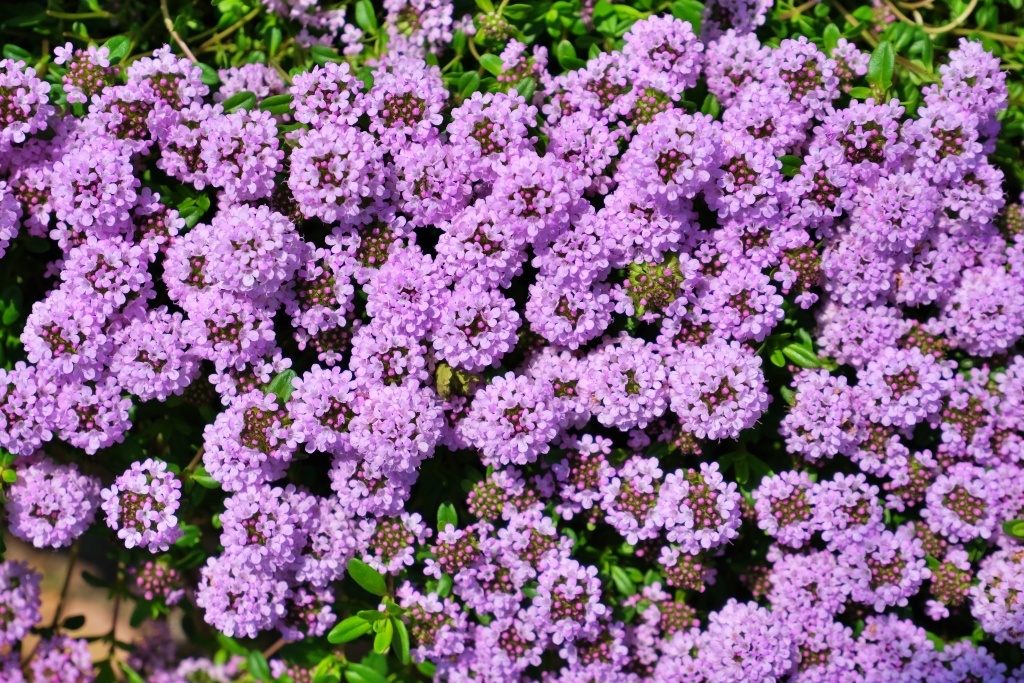 DSCF1392