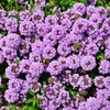 DSCF1392