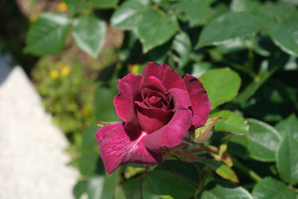 DSCF1660