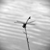 P1130301