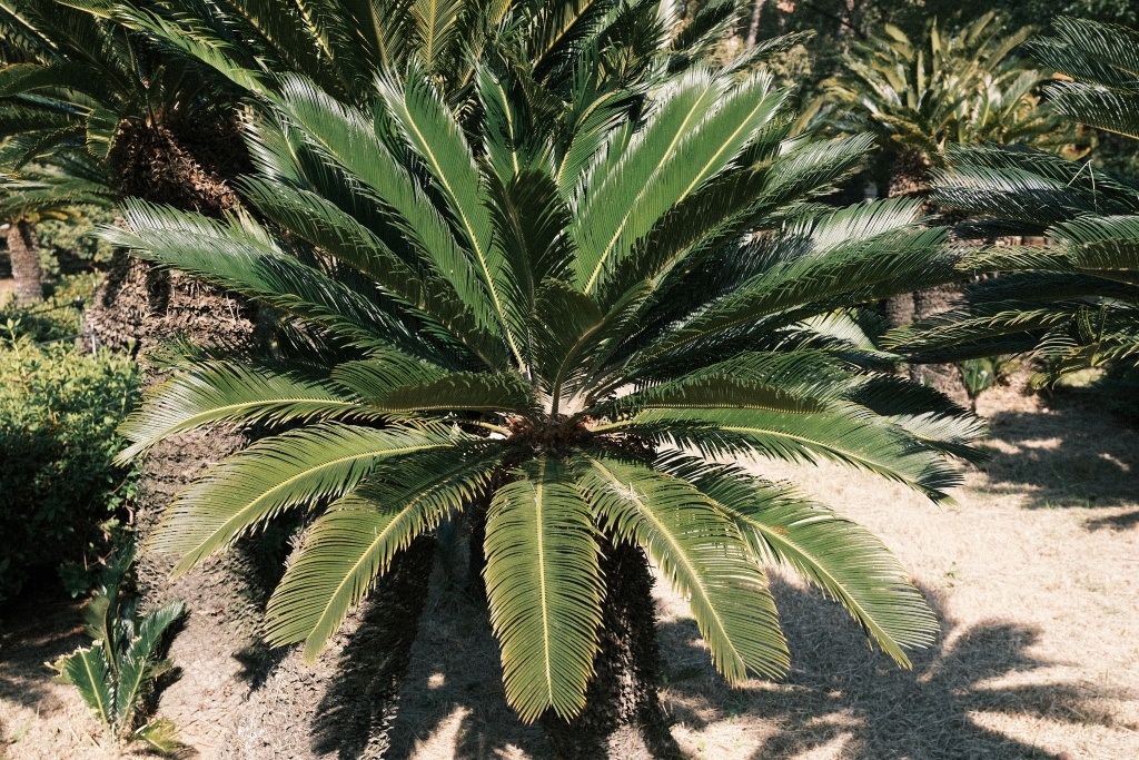 DSCF3504