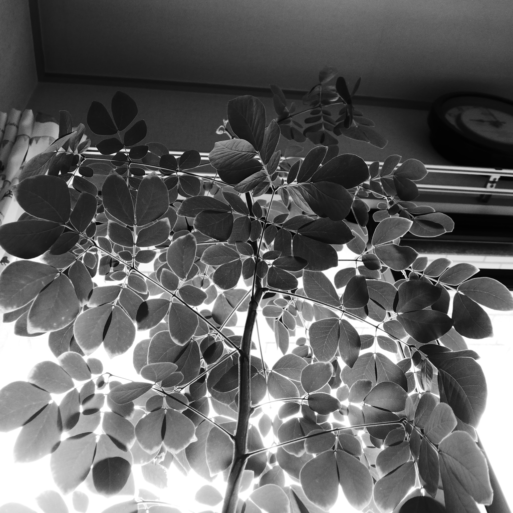 我が家のこの木なんの木