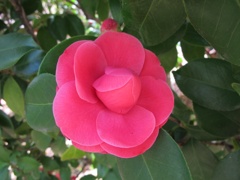 IMG_1 (7)
