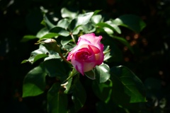 P1300376