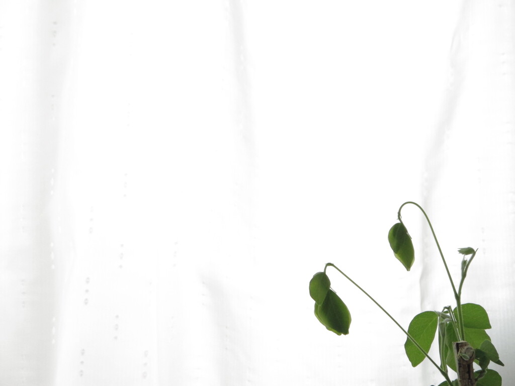 新芽出た