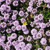 DSCF1398