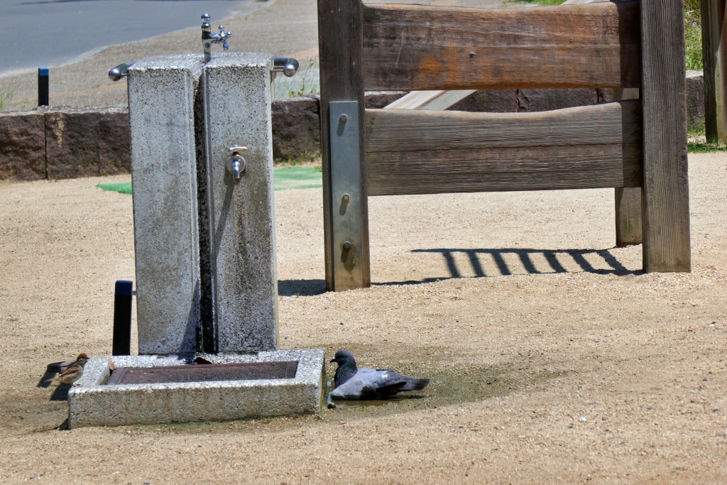 雀＆鳩