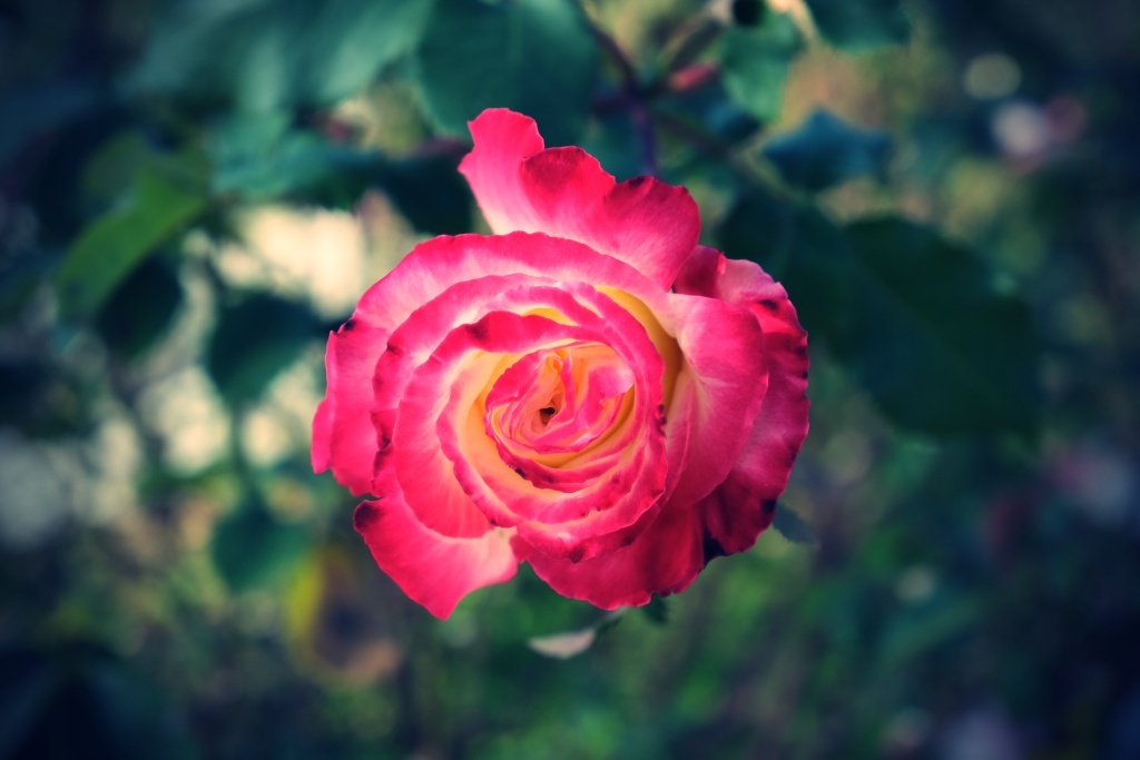 DSCF3208
