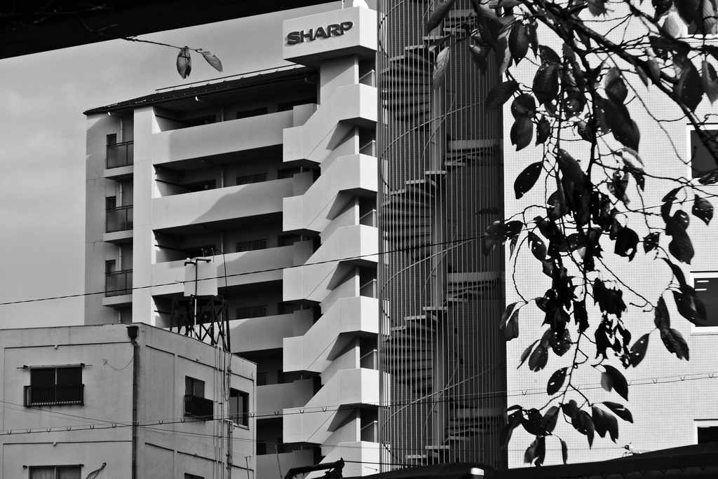 背骨みたいな階段