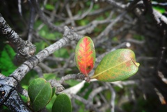 P1420394