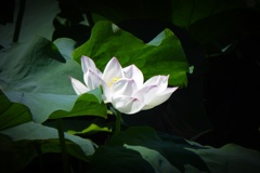 蓮の花 (2)
