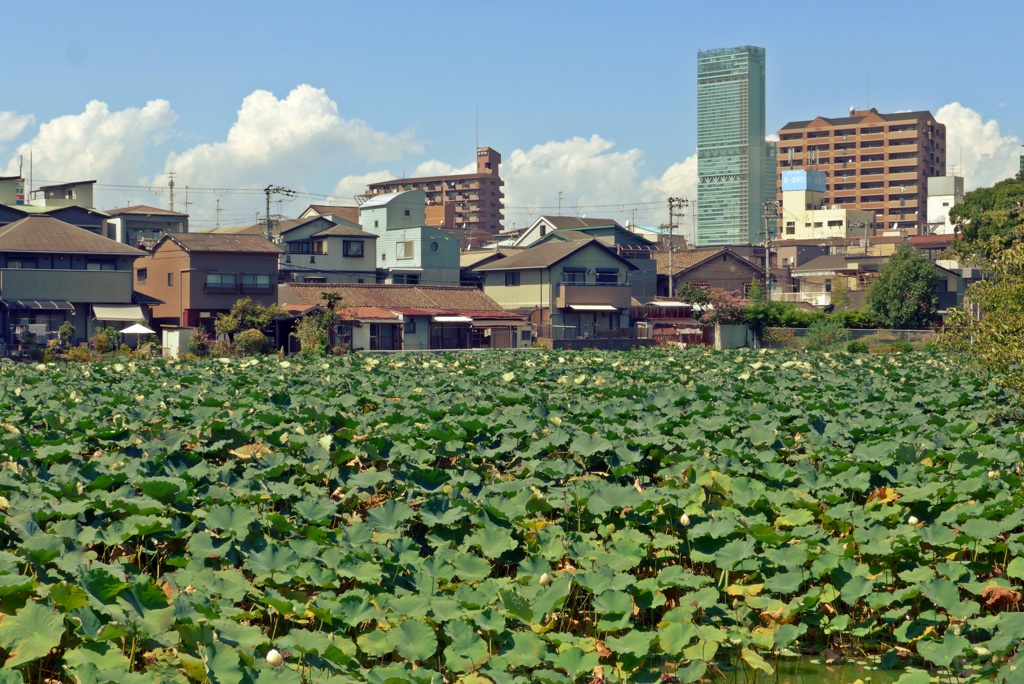 蓮池と夏雲ハルカス