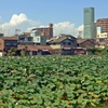 蓮池と夏雲ハルカス