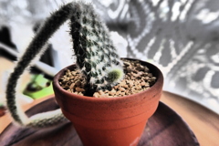 新芽