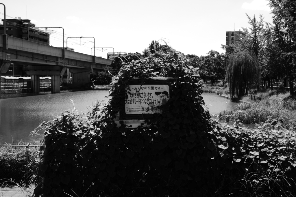 ボッサボサの看板