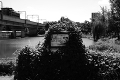 ボッサボサの看板