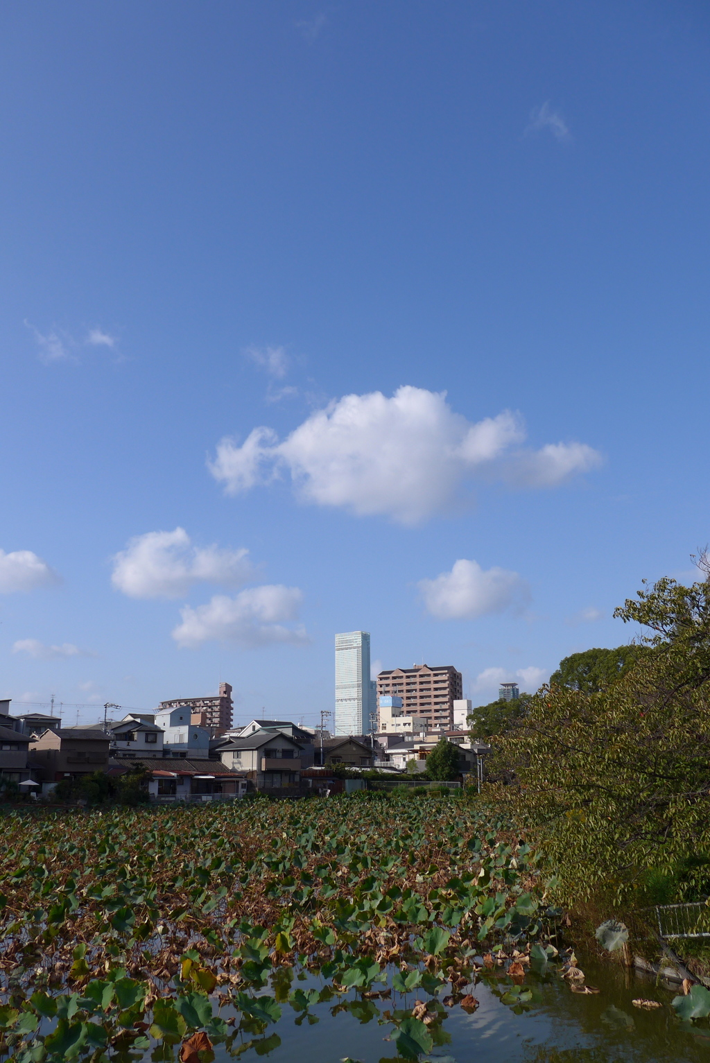 空と蓮池とハルカスと