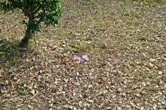 枯葉の中の美人さん (1)