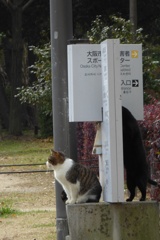黒い影