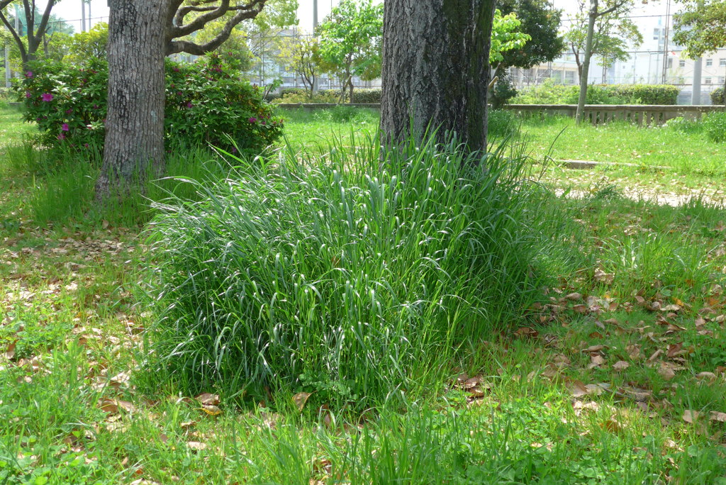 緑もこもこ