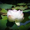 蓮の花 (4)