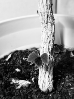 夏の新芽