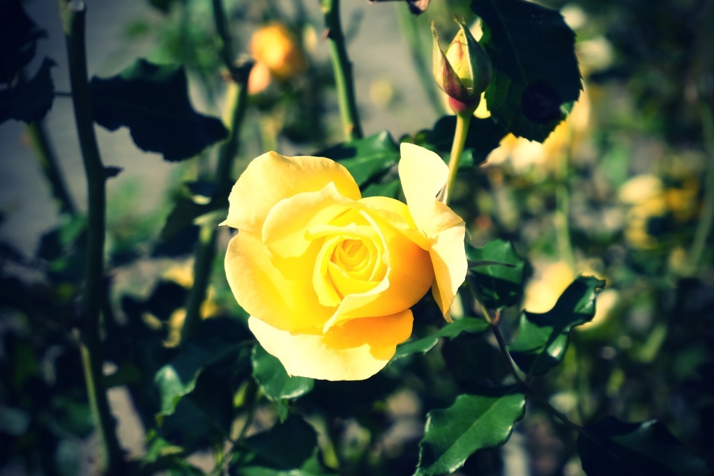 DSCF3193