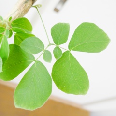 この木なんの木の葉