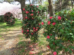 IMG_1 (2)