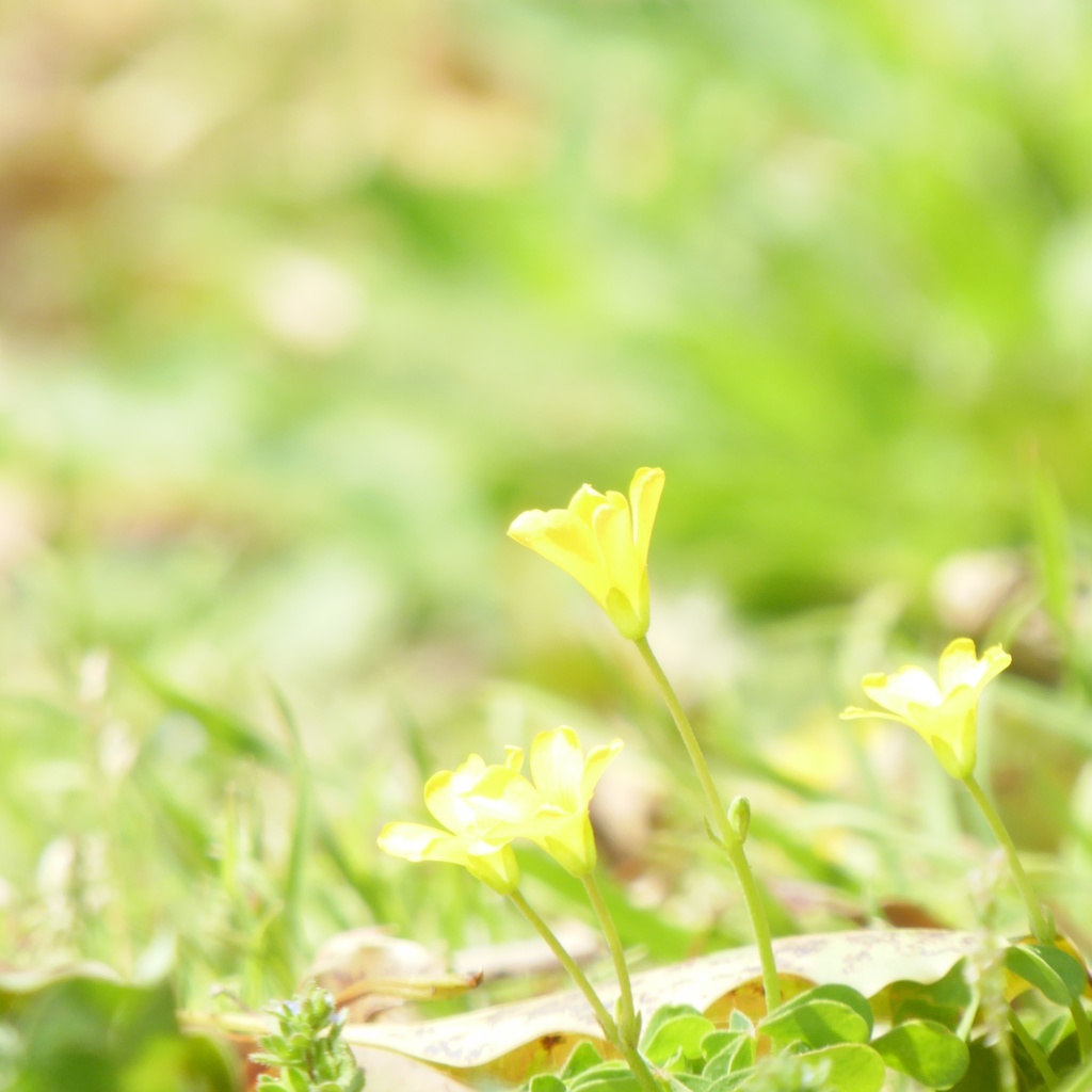 この時期桜は主役　あたしゃエキストラ (2)