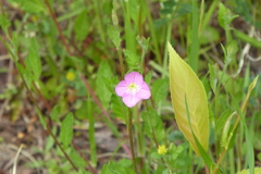 P1090218