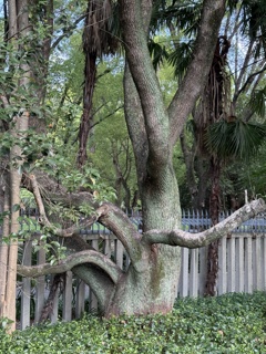 樹