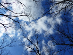 枝・空・雲