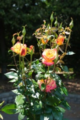 DSCF1694