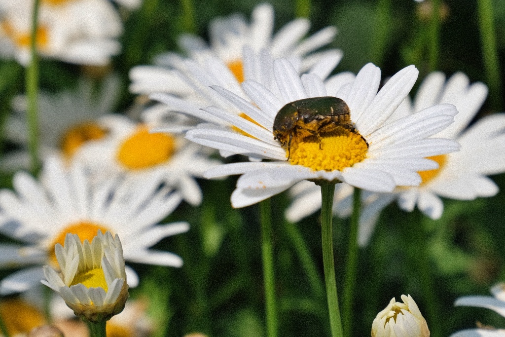 DSCF1612